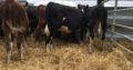 Livestock, Cattle – Bonsmara, Brahman and Nguni 0786154331