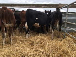 Livestock, Cattle – Bonsmara, Brahman and Nguni 0786154331