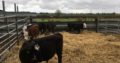 Livestock, Cattle – Bonsmara, Brahman and Nguni 0786154331