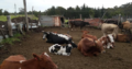 Livestock, Cattle – Bonsmara, Brahman and Nguni 0786154331