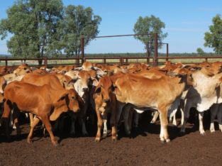 Brahman heifers for sale