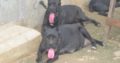 Pure And Full breed Cane Corso dog/puppy For Sale CALL 0814544519