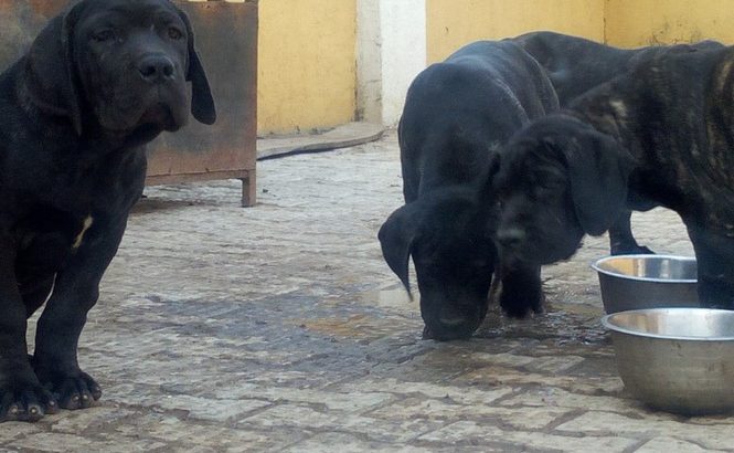 Pure And Full breed Cane Corso dog/puppy For Sale CALL 0814544519