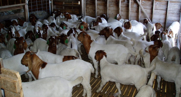 Boer goats for sale