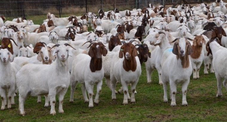 Boer goats for sale