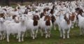 Boer goats for sale