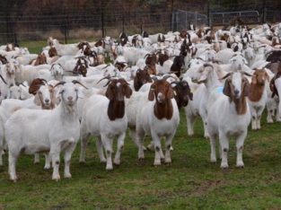 Boer goats for sale