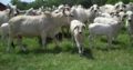 Brahma cattle for sale
