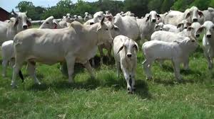 Brahma cattle for sale
