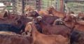 Kalahari red goats for sale