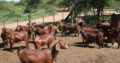 Kalahari red goats for sale