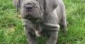 Pure Neapolitan Mastiff dog/puppy For Sale CALL 08145445191