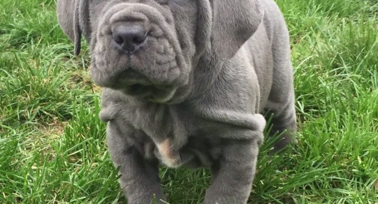 Pure Neapolitan Mastiff dog/puppy For Sale CALL 08145445191