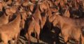 Kalahari red goats for sale