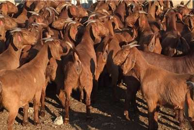 kalahari red goats for sale