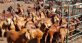 Boar Goats and Senaan Goats Available for Sale 0786154331