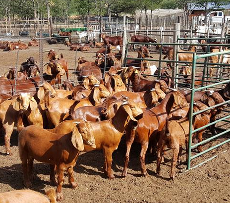 Boar Goats and Senaan Goats Available for Sale 0786154331