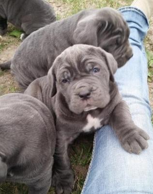 Pure Neapolitan Mastiff dog/puppy For Sale CALL 08145445191