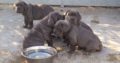 Pure Neapolitan Mastiff dog/puppy For Sale CALL 08145445191