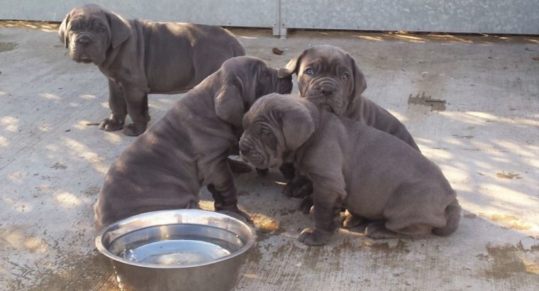 Pure Neapolitan Mastiff dog/puppy For Sale CALL 08145445191