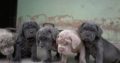 Pure Neapolitan Mastiff dog/puppy For Sale CALL 08145445191