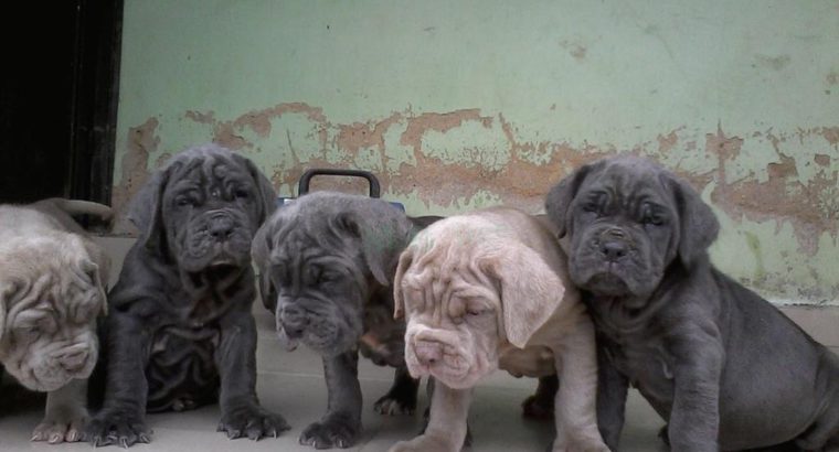 Pure Neapolitan Mastiff dog/puppy For Sale CALL 08145445191