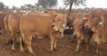 Brahman heifers for sale