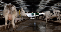 Dairy / Milking cows for sale .. Whatsapp +27832458210