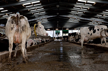 Dairy / Milking cows for sale .. Whatsapp +27832458210