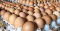 Fresh and Fertile Chicken Eggs .. Whatsapp +27832458210