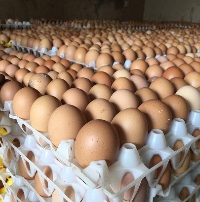 Fresh and Fertile Chicken Eggs .. Whatsapp +27832458210