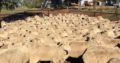Merino and Dorper sheeps for sale/ Whatsapp +27832458210