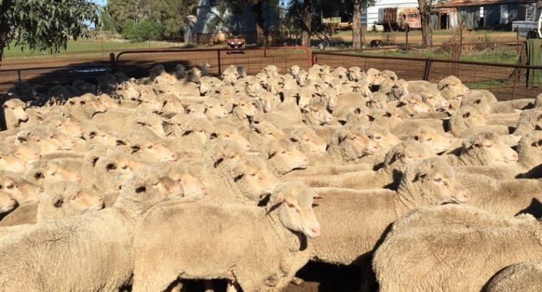 Merino and Dorper sheeps for sale/ Whatsapp +27832458210
