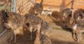 Ostrich Chicks and Ostrich Eggs – Whatsapp +27832458210