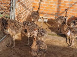 Ostrich Chicks and Ostrich Eggs – Whatsapp +27832458210