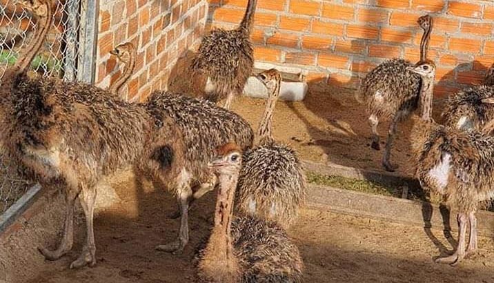 Ostrich Chicks and Ostrich Eggs – Whatsapp +27832458210