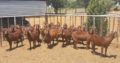 Kalahari red goats for sale