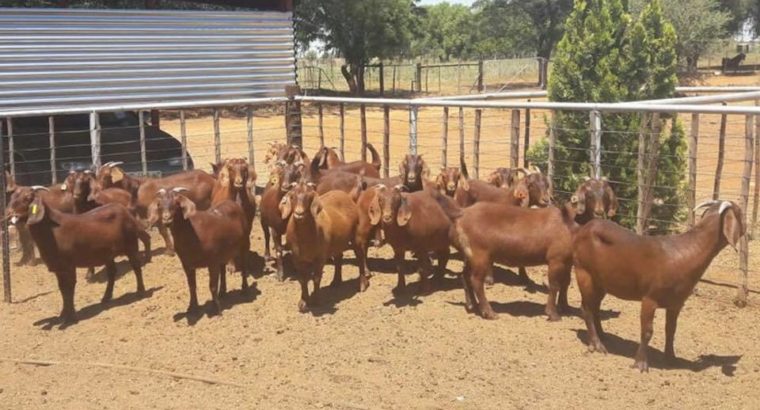 Kalahari red goats for sale