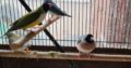 Goulian finches
