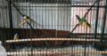 Goulian finches