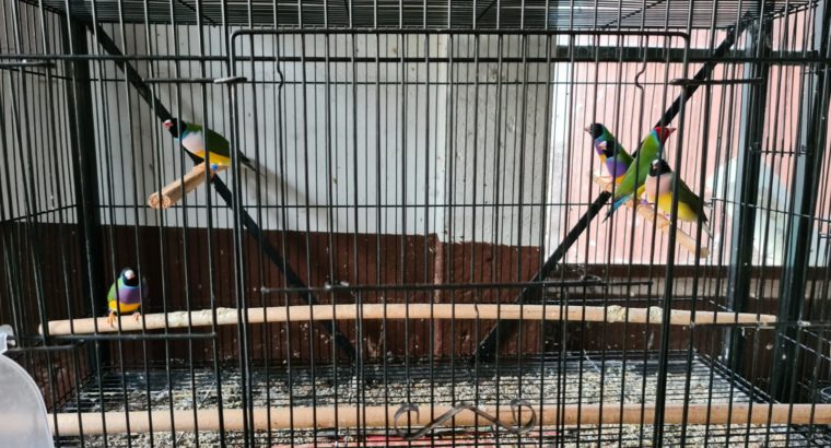 Goulian finches