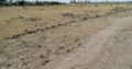 Ideal and Affordable plots in Juja Farm
