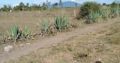 Ideal and Affordable plots in Juja Farm