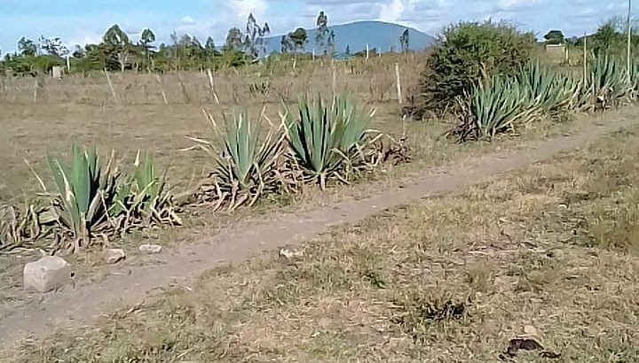 Ideal and Affordable plots in Juja Farm