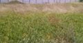 Albertinua vacant land