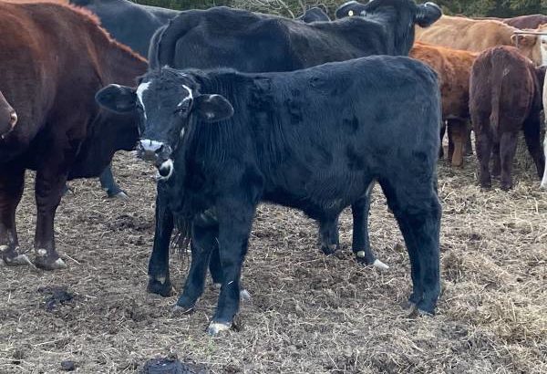 Heifers and bulls for sale