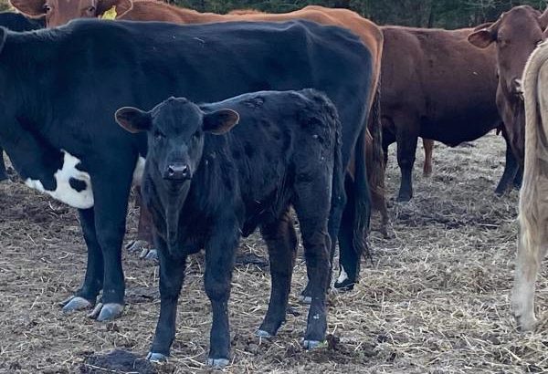 Heifers and bulls for sale