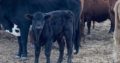 Heifers and bulls for sale