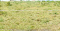 50*100 PLOTS FOR SALE IN KAMULU