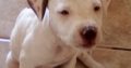 Pitbull puppies available